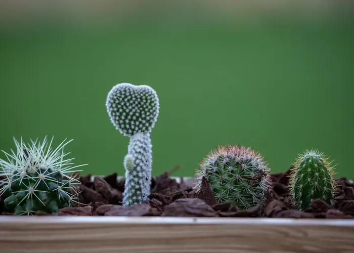 Guestready - Catorze De Outubro 417 *